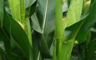 潤民309玉米品種的特性，中等肥力以上地塊栽培