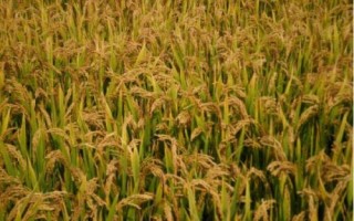 乾兩優(yōu)馥香占水稻種子特點，中稻4月中旬至5月中旬播種