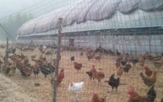 散養(yǎng)土雞的雞舍建造方法，以下5種供參考