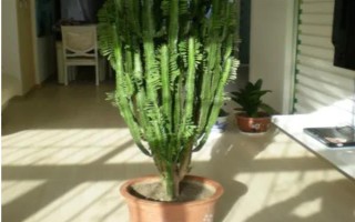 擺放龍骨花的禁忌，臥室、陰涼處、財(cái)神位都不能擺放