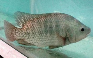 羅非魚簡介，生長快產(chǎn)量高