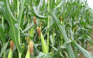 平玉8號(hào)玉米種子特征特性，4月中旬播種
