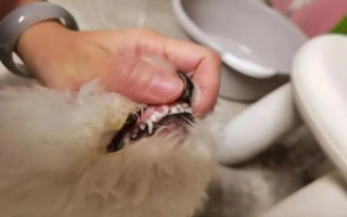 狗狗抑郁癥的常見表現(xiàn)，常表現(xiàn)為食欲下降、精神不振等