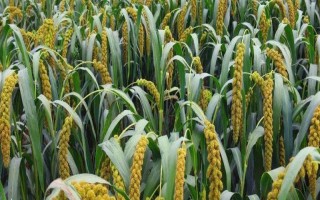 谷子的種植管理技術(shù)，先曬種再浸種