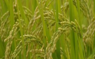 神農(nóng)39水稻種子特征特性，在6月20日左右播種