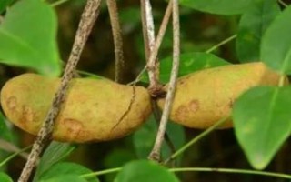 什么是木通，屬于毛茛目、木通科木質(zhì)藤本植物的統(tǒng)稱