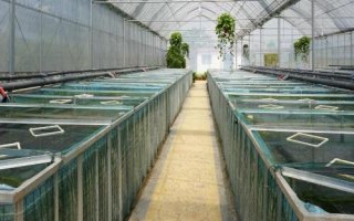 養(yǎng)殖黃鱔的要點，每隔5-7天要換1次水