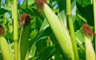 桂單902玉米品種簡介，春播生育期118天