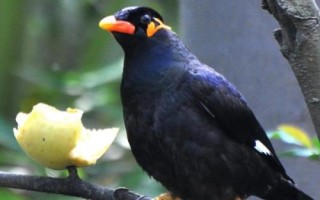 八哥鳥的飼養(yǎng)方法，選擇易馴的頭窩幼鳥為佳
