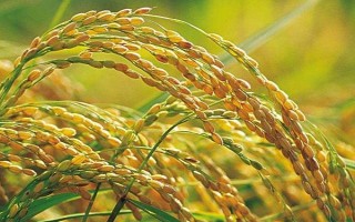 C兩優(yōu)755水稻品種簡介，湘北提早2～3天播種