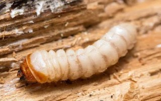天牛幼蟲能不能吃,可以食用但具有風(fēng)險(xiǎn)