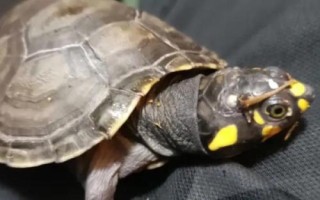黃頭側(cè)頸龜吃小魚(yú)嗎，會(huì)吃一些死了的小魚(yú)