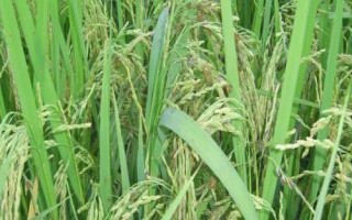 炫兩優(yōu)3006水稻種簡(jiǎn)介，一般4月下旬至5月中旬播種