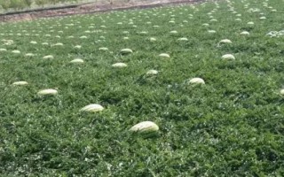 寧夏硒砂瓜為啥不讓種，隨著種植年限的增長會(huì)讓土壤的水肥快速流失