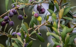 油橄欖的生長習(xí)性，適合生長在日平均氣溫18-24℃的區(qū)域