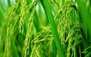中浙優(yōu)8號(hào)水稻種子特點(diǎn)，全生育期158.7天