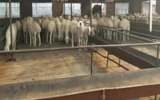 圈養(yǎng)羊飼料配方，可以在飼料中添加牧草和紅薯藤