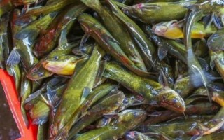 黃骨魚養(yǎng)多久才能上市，需養(yǎng)殖12-13個月才能售賣