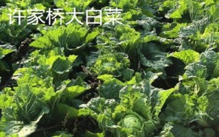 山東寧陽縣的特產(chǎn)，氣候四季分明