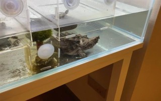 鱷龜?shù)娘曫B(yǎng)方法，每隔7-10天消毒一次