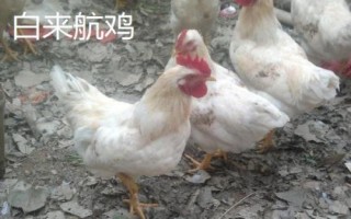 蛋的品種，最常見(jiàn)的種類是雞蛋