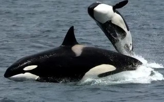水生哺乳動物的種類，包括虎鯨、海豚、白鰭豚等品種