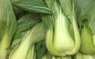 兔子的食物，一般喜食青草