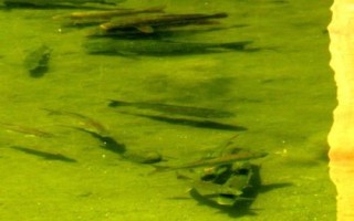 細(xì)甲魚的產(chǎn)地，遼寧、陜西、安徽等省份均有產(chǎn)出