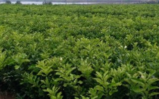 柑橘園雜草如何防控，可用化學藥劑除草也可以草治草