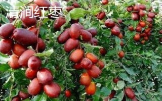陜西省榆林市的特色水果，包括清澗紅棗和陜北山杏等種類