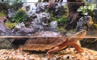 能不能用深水飼養(yǎng)烏龜，豬鼻龜、麝香龜?shù)绕贩N可以養(yǎng)在深水缸中