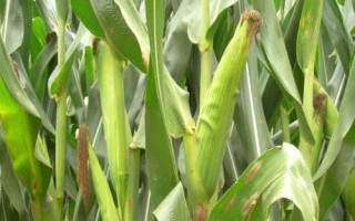 金博士908玉米種子簡介，畝種植密度6500株
