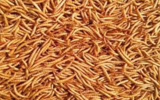 有哪些特色養(yǎng)殖項(xiàng)目，蠶、黃粉蟲(chóng)、土元、蜈蚣均屬于特色養(yǎng)殖