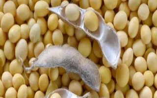 合農(nóng)65大豆種子特征特性，在適應(yīng)區(qū)五月上中旬播種