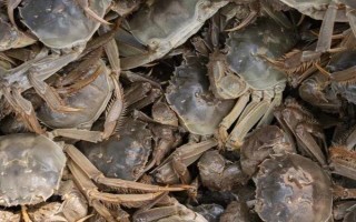 中秋節(jié)除了吃月餅還能吃什么，可以吃菱角、芋頭、田螺等