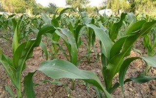 谷育808玉米種子簡(jiǎn)介，中抗莖腐病