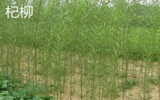 柳樹有哪些品種，包括旱柳、垂柳、白柳、爆竹柳等種類