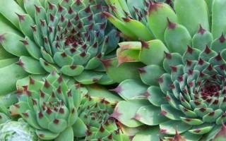 觀音蓮側(cè)芽的種植方法，截取后晾干并涂抹生根粉、再固定至土壤中