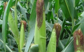 優(yōu)迪839玉米品種的特性，中抗大斑病