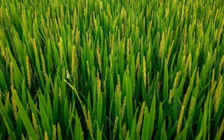 營(yíng)兩優(yōu)929水稻種子特征特性，該品種株型適中