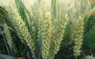 華成865小麥品種簡介，全生育期228天