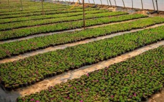 目前農(nóng)村種什么東西比較賺錢，種植金銀花的利潤比較可觀