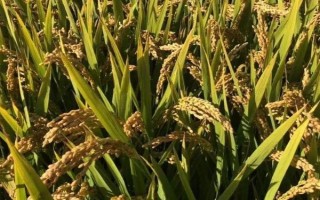 川種優(yōu)3877水稻種子簡介，每畝有效穗數(shù)15.7萬穗