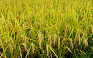 未兩優(yōu)6號水稻種子特征特性，全生育期140天左右