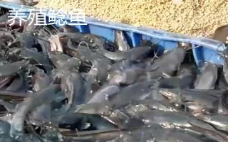 野生鯰魚與養(yǎng)殖鯰魚有什么區(qū)別，體色、胡須和味道均不同
