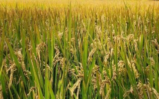 旱優(yōu)540水稻種子簡介，每畝有效穗數(shù)18.4萬穗