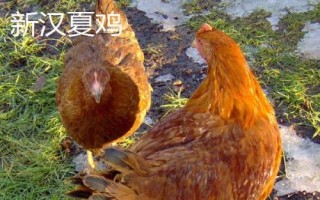 蛋的品種，最常見(jiàn)的種類是雞蛋