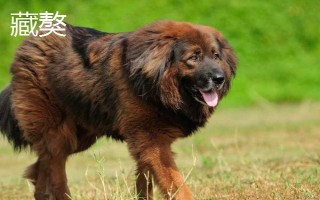 比特犬和藏獒的區(qū)別，咬合力不同
