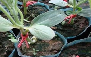 西瓜的嫁接砧木要注意什么，需具備抗病能力、適應(yīng)能力與親和性