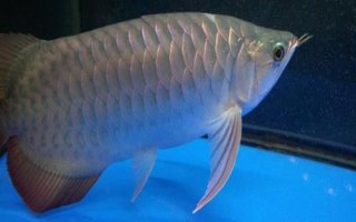 龍魚(yú)常見(jiàn)致病因素，可能是喂食方法不對(duì)或受驚等